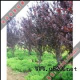 �ϼtɫ�~�ӵ����~��(�D)