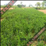 ����׌�����M���C(�D)