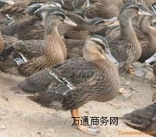 ����Ұ���Bֳ����Ұ���חl���l