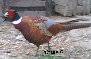 ɽ�����ϴ������Ұ�uҰ�������ȸҰ�i÷��¹�����u��Ұζ