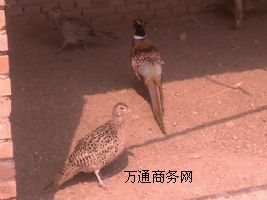 ɽ�u�B(y��ng)ֳ��(ch��ng)�����ɽ�u�B(y��ng)ֳ��(ch��ng)��ɽ�u���l(f��)