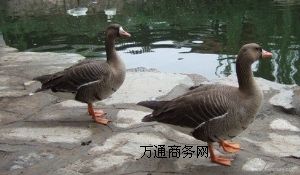 ���������B(y��ng)ֳ��(ch��ng)���������ѩ��חl�Լ�������w