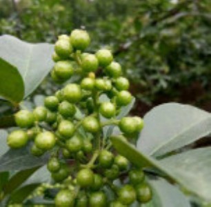 �໨����ɟo���џo������