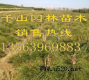 ����(y��ng)������r(ji��)��