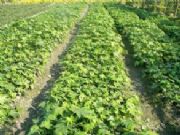 �˽ǽ�P�Nֲ���� ���԰˽ǽ�P ɽ�|���ݰ˽ǽ�P