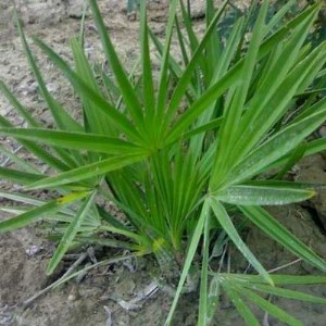 ��45%��֬���᡿��~����ȡ��