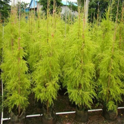 �a��ֱ�N��NҎ�񳣾G��ľǧ�ӽ������r��