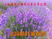 ���ڷ��������M�~޹�²ݷN��