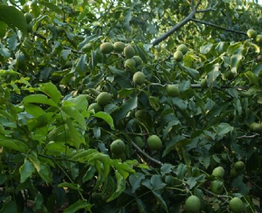 湖南核桃苗供應(yīng),湖南核桃苗批發(fā),湖南核桃苗管理