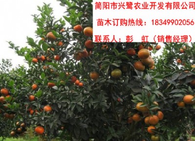 �Ĵ��̽������c���Ĵ��̽������