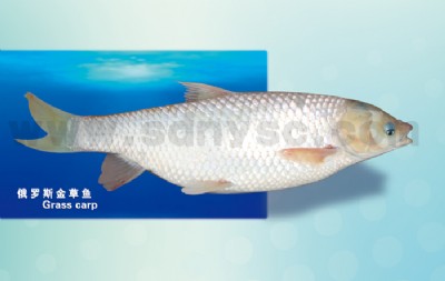 ���_˹����~��