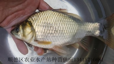 �����a�~�硢�����a�~