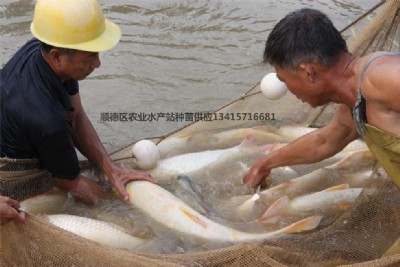 ����(y��ng)�S���U������Ʒ�~