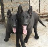 �����A����Ȯ�B(y��ng)ֳ��(ch��ng)������