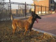 �RȮ�����������u���Ĵ����RȮ�B(y��ng)ֳ��(ch��ng)��