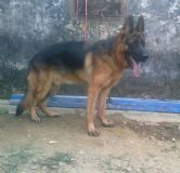 ����Ȯ�B(y��ng)ֳ��(ch��ng)