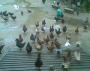 �����Bֳ���Ĵ����������Bֳ��������