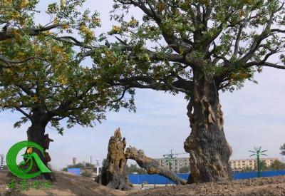 ����(y��ng)���ҿڷ������T���҃�(n��i)�٘�