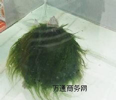 �S���N���Gë��һֻ�����X