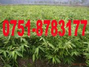 ����ë��N��