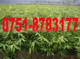 ���l����