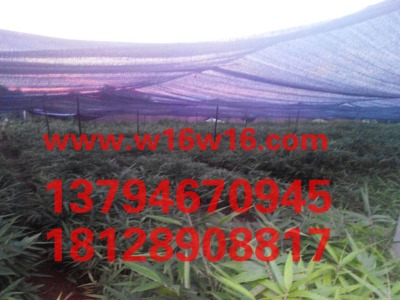 ��ʳ������