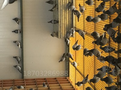 ���Უ��䓸�ŵؾW�|���r��