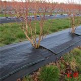 80���ֹ��@���ݲ�