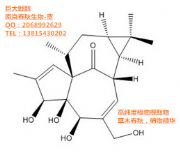 �S�ҬF(xi��n)؛����(y��ng)�޴�ꪴ�-Ingenol-30220-46-3