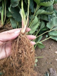 ���l���ֲ�ݮ�磬���m�ϱ��طN/���ֲ�ݮ��