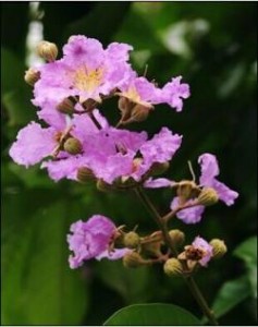 ����ޱ�����ð���ȡ��10:1