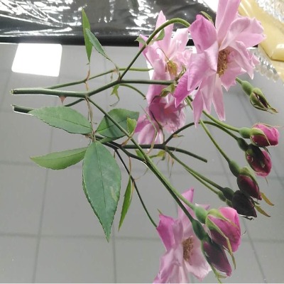 ���P��R��ֱ�N �R�治�P䓰�S��