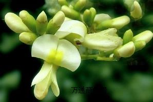 �S�ҹ���������ȡ��J��DAB10