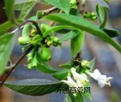 ������ �o����˹��N��