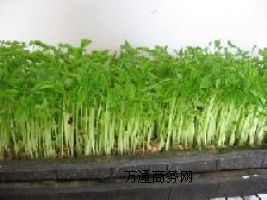 ѿ��˷N�����l(f��)�N�������N��