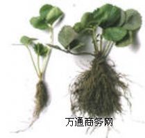 ��ݮ�N��,�ļ���ݮ,�ļ���ݮ�N��,��Ʒ�N�N��,�ļ���ݮ��