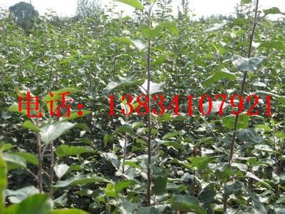 �����O������-ɽ���O������-m26����մ�O������