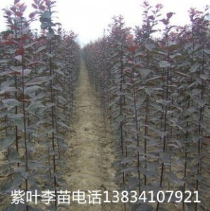 ɽ�����~�����-3�������~�����-5�������~�����