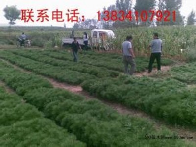 ��Ƥ�Ƀr��-30���ְ�Ƥ����-40���ְ�Ƥ����-50���ְ�Ƥ