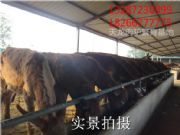 ���������H�Bֳ����   �������H�Bֳ��