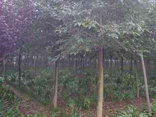 ���Ǘ��r��