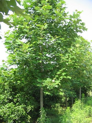 �R��ľ�r��