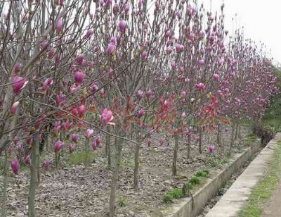 �t���m�r��