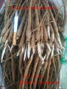 ɽ�|�ʝɳ��ַN��