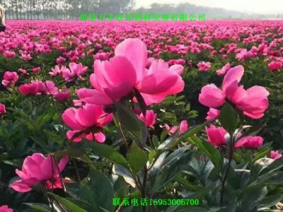 ɽ�|�ʝɰ��ַN��