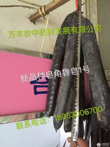 ɽ�|�ʝ����ǷN��