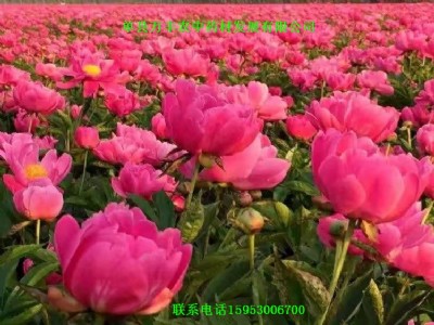 ɽ�|���ַN�����l