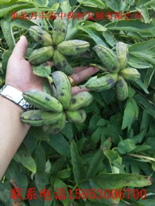 ɽ�|����ĵ���N��������P���׷N��