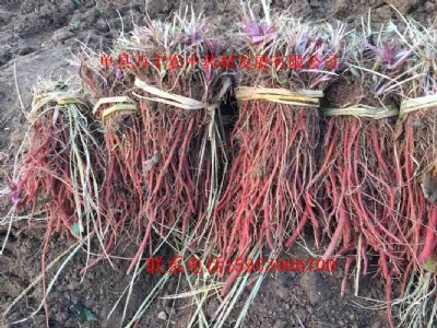 ɽ�|�����N�����l