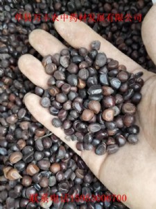 ɽ�|���ַN�����l(f��)����ă�(y��u)